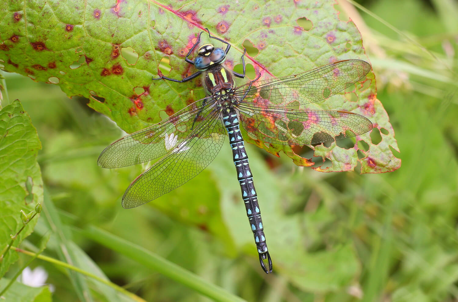 Male Brachytron pratense by Mark Tyrrell